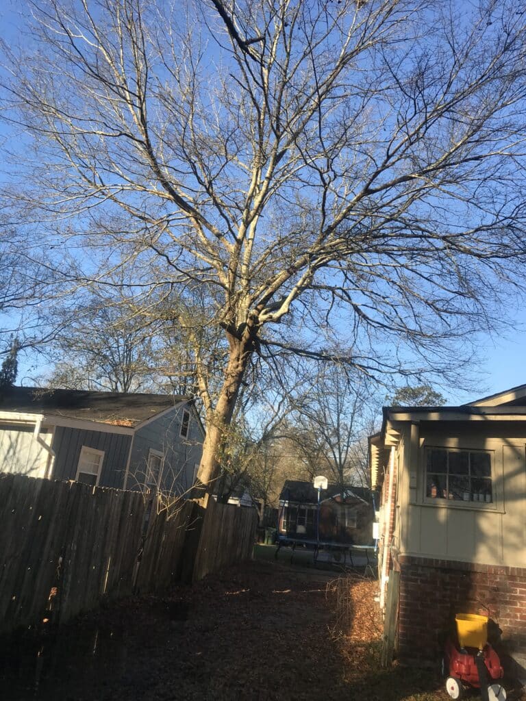 IMG 7386